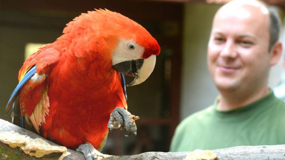 Do košickej ZOO pribudol nový druh papagája, ide o jedného z najväčších papagájov sveta aru arakangu (Ara macao), samček, ktorý sa vyliahol koncom júla minulého roka, prišiel zo ZOO Ostrava. 