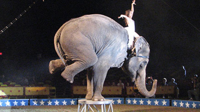 SKVELÉ SPRÁVY: Slovensko konečne zakáže cirkusy so zvieratami
