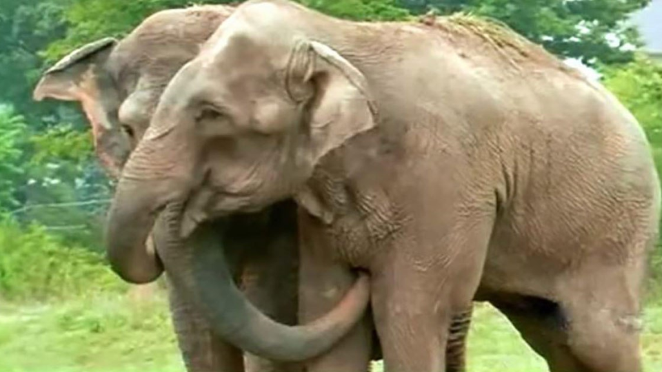 Stretnutie slonov po viac ako 20 rokoch vás nenechá chladnými.