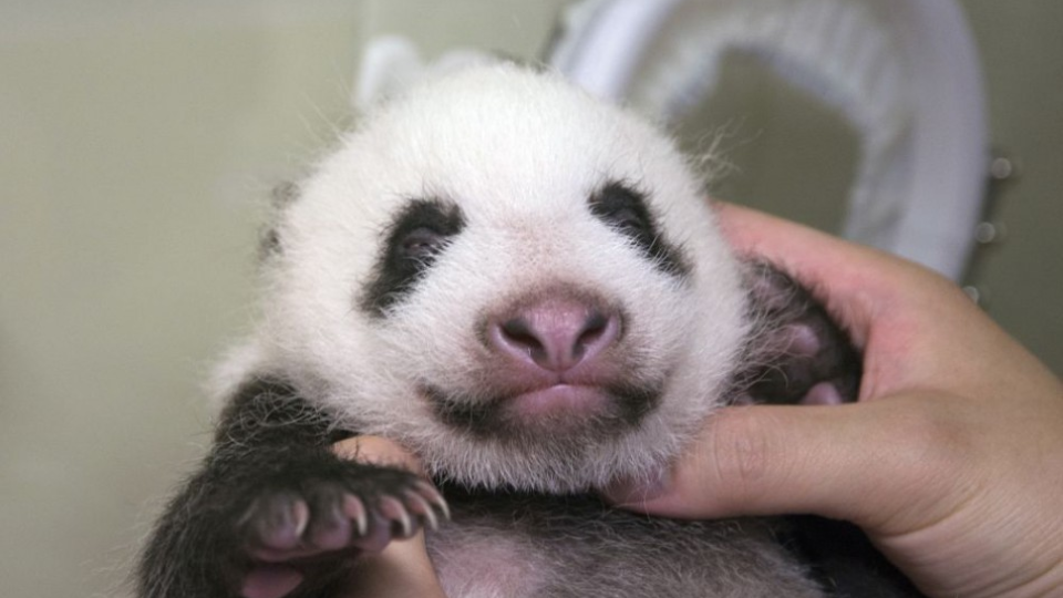 Mláďatko pandy,ktoré sa narodilo v japonskej zoo Ueno 12.júna 2017. 