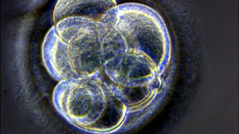 Na ilustračné snímke je trojdňový klon ľudského embrya. Archívna snímka.
