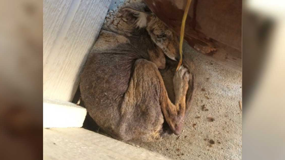 Opustené zviera, ktoré žena našla pri svojom dome, vyzeralo ako pes.