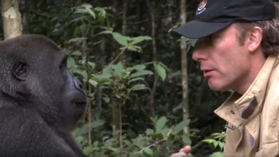 Muž, ktorému sa v divočine stretol pohľad s gorilou, nedbal na varovania a prišiel bližšie. Nič lepšie urobiť nemohol