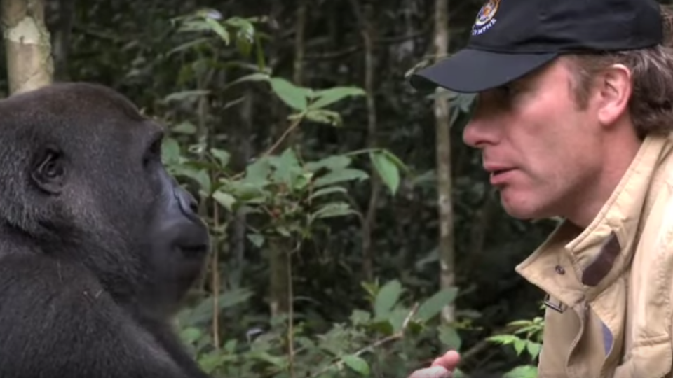 Stretnutie muža s gorilím samčekom po rokoch.