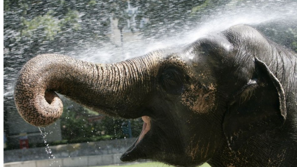 Slon sa ochladzuje počas horúceho letného dňa.