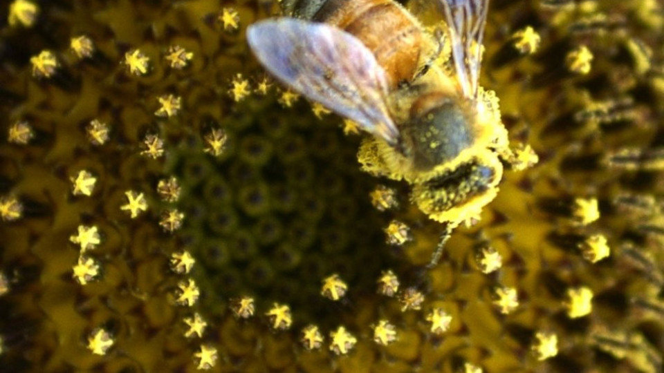 Včela medonosná zbiera peľ zo slnečnice.