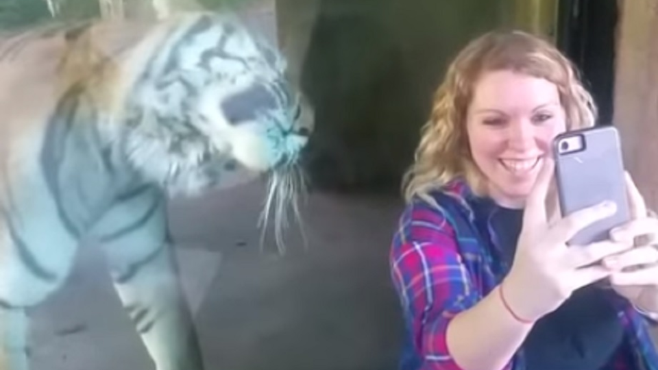 Žena si chcela urobiť obyčajnú fotku s tigrom, vzniklo však neobyčajné video.