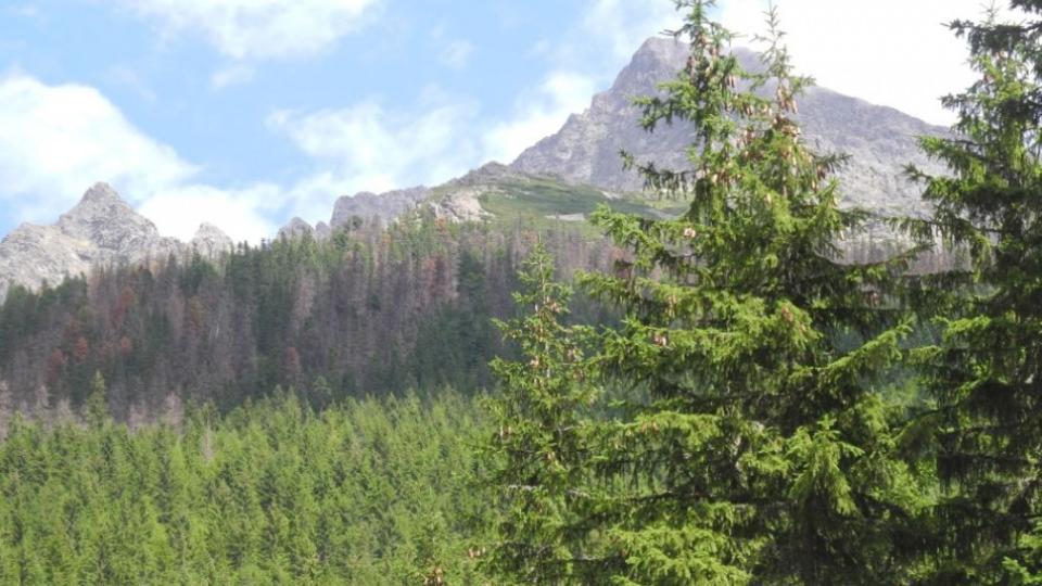 Postupujúca lykožrútova kalamita vo Vysokých Tatrách ničí stromy - v Kôprovej doline - národná prírodná rezervácia Nefcerka, vpravo Kriváň.
