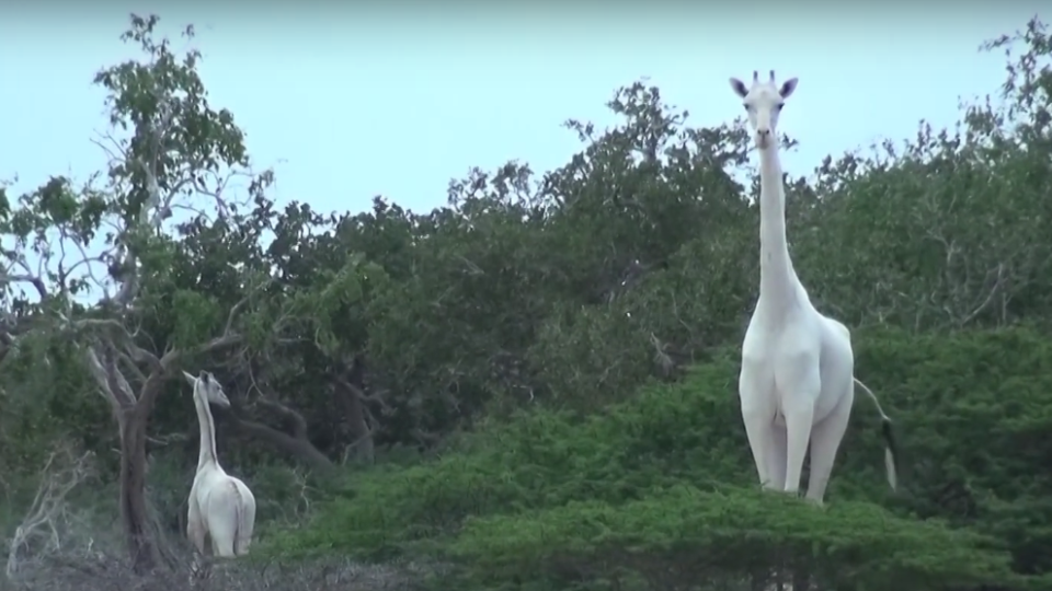 Biele žirafy v Keni.