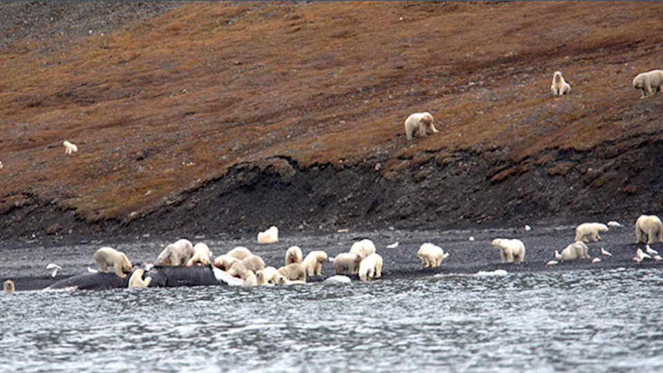 Ľadové medvede na Sibíri.