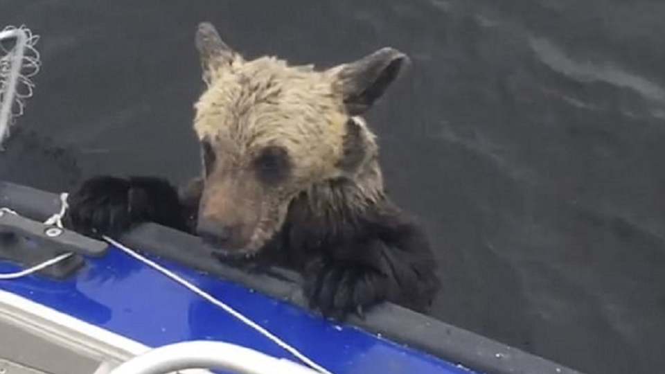 Rybári zachránili topiace sa medvede.