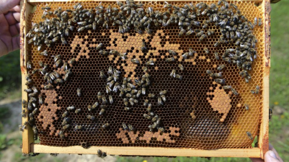 Na archívne jsnímke včelí plást včelára. 