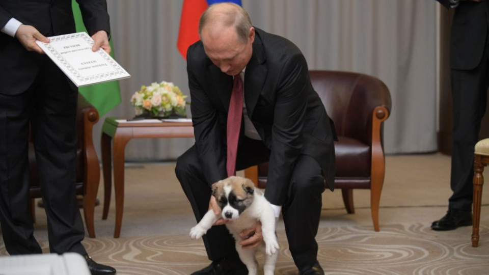 Ruský prezident Vladimir Putin  drží šteňa, ktoré dostal ako dar od prezidenta Turkmenistanu Gurbangulyho Berdimuhamedova počas stretnutia v Soči 11. októbra 2017. 