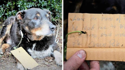 Mysleli si, že utiekol, no v skutočnosti psík Louis zachraňoval životy. Odkaz na jeho krku majiteľov šokoval 