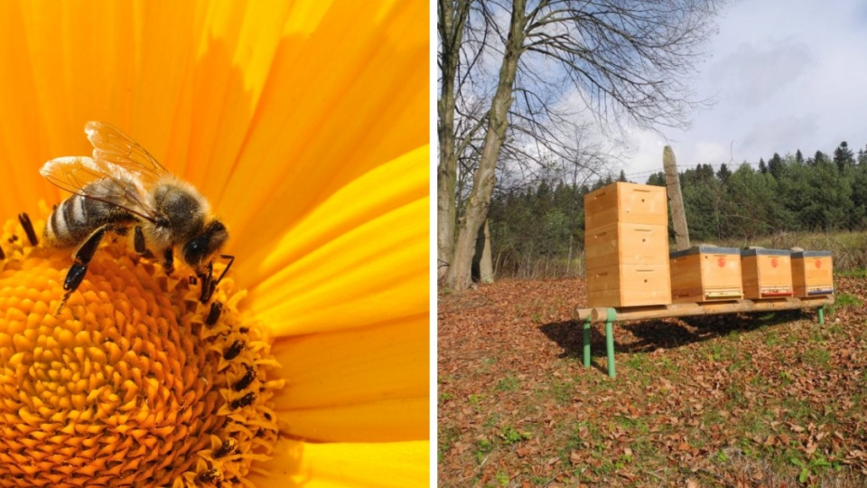 Na snímke včelie úle v školiacom stredisku mladých včelárov, ktoré vytvoril  Slovenský zväz včelárov v skanzene Ľubovnianskeho múzea v Starej Ľubovni 3. novembra 2017. 