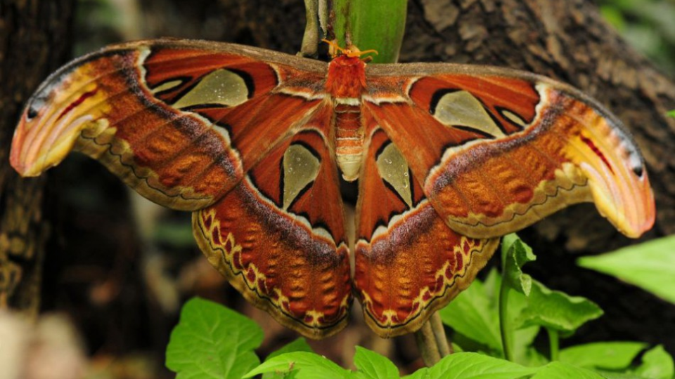 Na ilustračnej snímke motýľ Attacus atlas (okáň vŕbový).