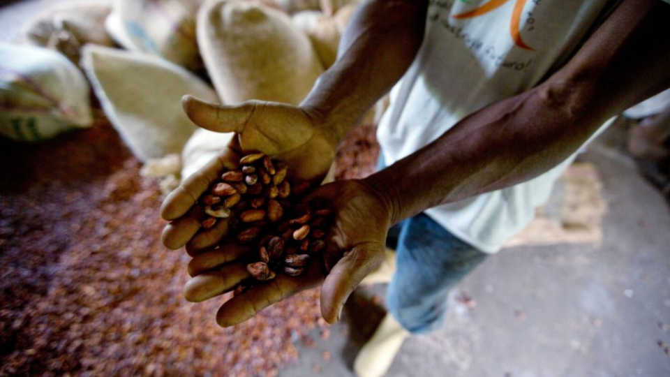 Na ilustračnej snímke usušené kakaové bôby.