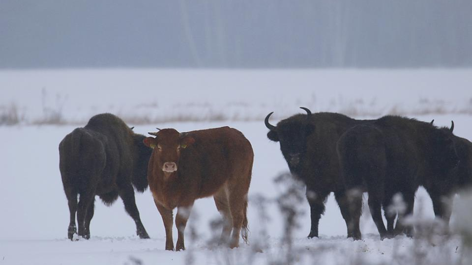 Krava v čriede zubrov v poľskom pralese Bialowieza pri bieloruských hraniciach.