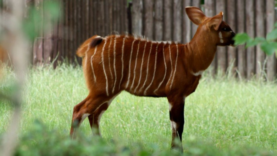 Samček antilopy bongo.