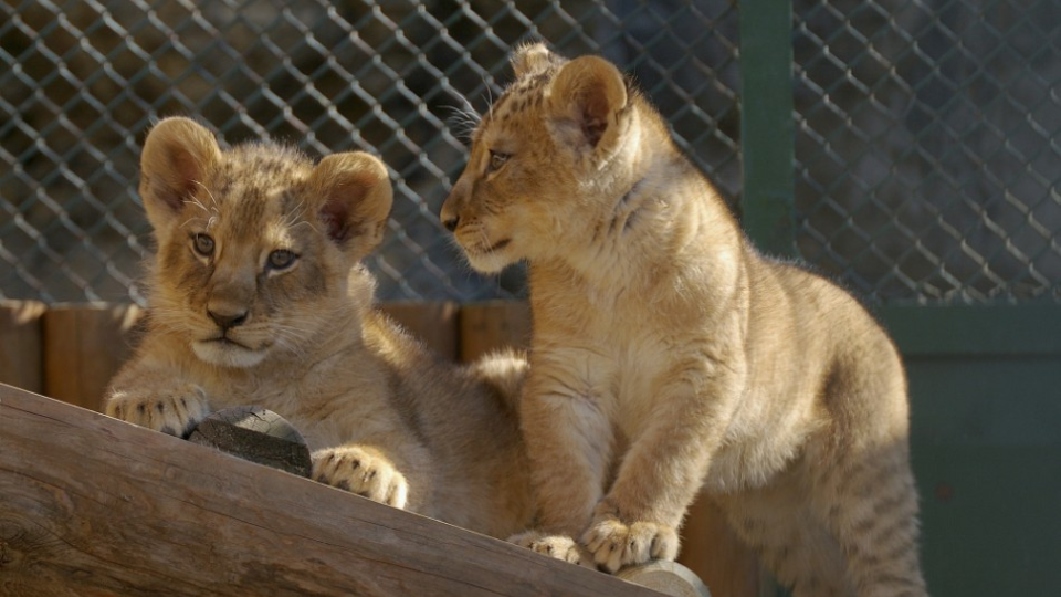 Dve mláďatá leva berberského z bojnickej zoologickej záhrady, archívna snímka. 