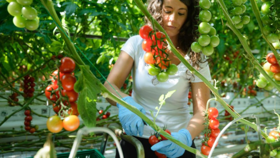 Na snímke pestovanie paradajok v nových skleníkoch Farmy Babindol v priemyselnom parku 22. marca 2018 v Leviciach.