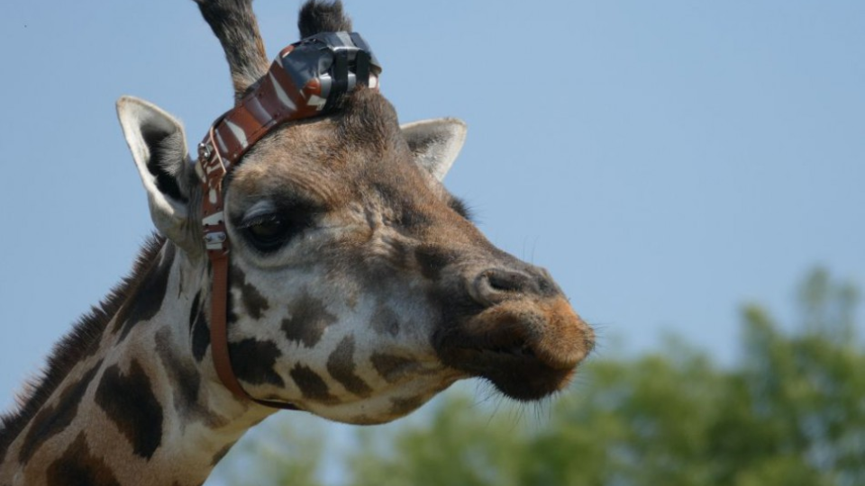 Žirafa s monitorovacím zariadením.