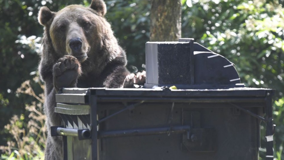 Medveď hnedý testuje novú konštrukciu kontajnera na odpad v košickej ZOO 12. júla 2018.
