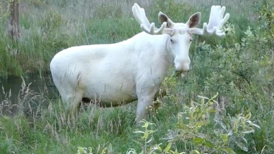 Švédovi sa podarilo nakrútiť unikátneho bieleho losa. Na svete je ich len okolo stovky