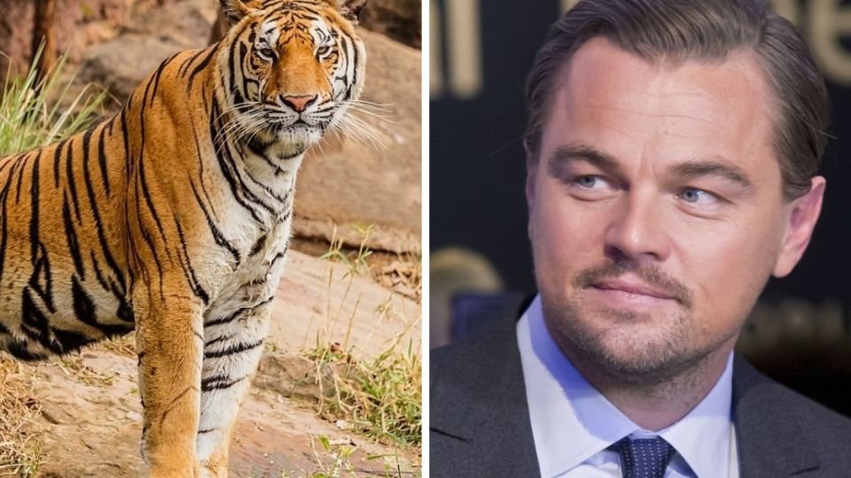 Práve Leonardovi DiCapriovi môže ďakovať svet za to, že populácia tigrov sa v Nepále zdvojnásobila.