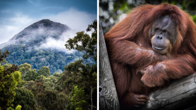 Nórsko je prvou krajinou sveta, ktorá zakáže palmový olej. Jeho spotreba zabíja orangutany a ničí planétu