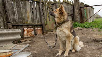 Už 40-tisíc Slovákov podpísalo petíciu proti držaniu psov na reťazi. Pridať sa môžete aj vy