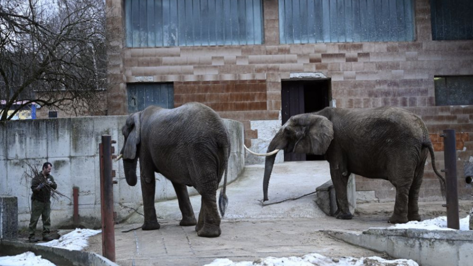 Ošetrovateľ kŕmi slonice Maju a Gulu vo výbehu pred pavilónom slonov, 14. februára 2019 v Národnej zoologickej záhrade v Bojniciach. Základný kameň nového pavilónu slonov v tento deň slávnostne poklepali v bojnickej ZOO.