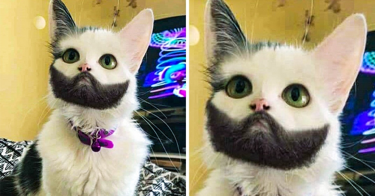Mačka, ktorá vyzerá, že má bradu.