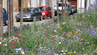 V uliciach českého mesta rastú lúčne kvety. Na ich vysádzanie majú dobrý dôvod