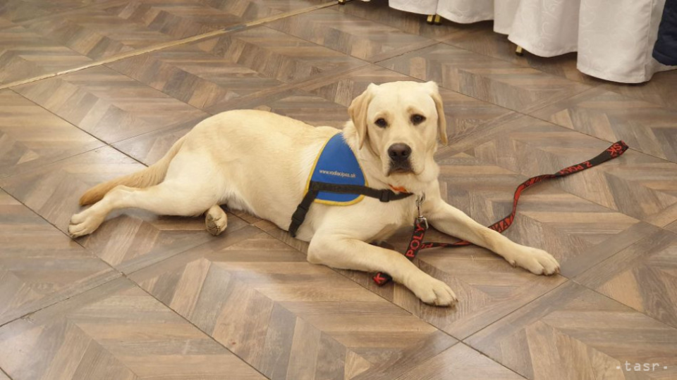 Na snímke jeden z vodiacich psov študentov Strednej odbornej školy hotelových služieb a dopravy v Lučenci 21. marca 2019.