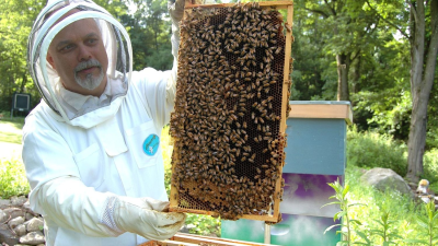 Bez včiel by neexistoval život na Zemi. Tieto veci môžete pre ich záchranu urobiť aj vy