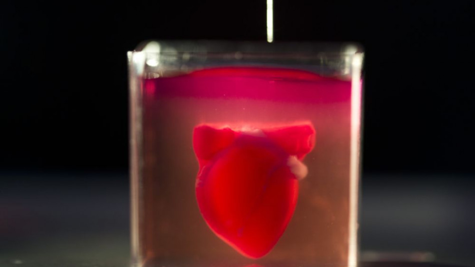 Na snímke prvá 3D kópia ľudského srdca z tkaniva a ciev, ktorá sa podarila vytlačiť vedcom na Telavivskej univerzity 15. apríla 2019.