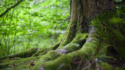 Zapájajú sa úplne všetci: V Česku vysadia až 10 miliónov stromov. Sú najlepším liekom pre prírodu