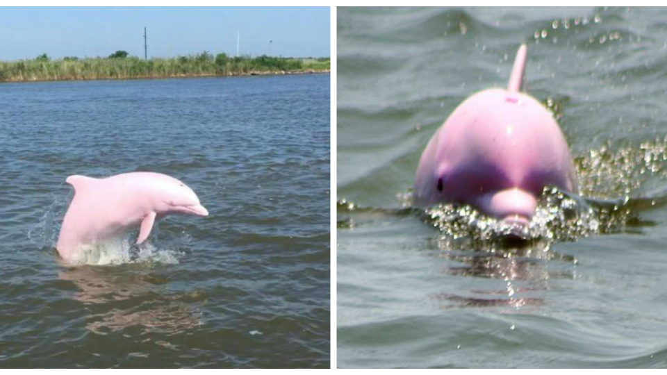 Miláčik internetu Pinky the Dolphin.