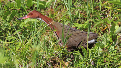 Zázrak evolúcie! Na ostrove sa objavil vták, ktorý bol státisíce rokov vyhynutý