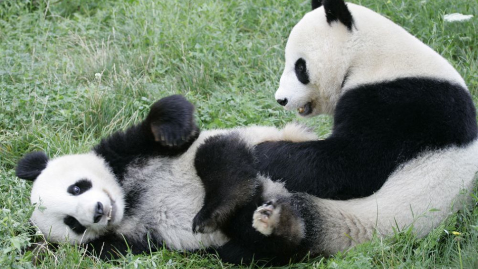 Na archívnej snímke samička pandy Jang Jang, ktorá sa hrá so svojím mláďaťom.