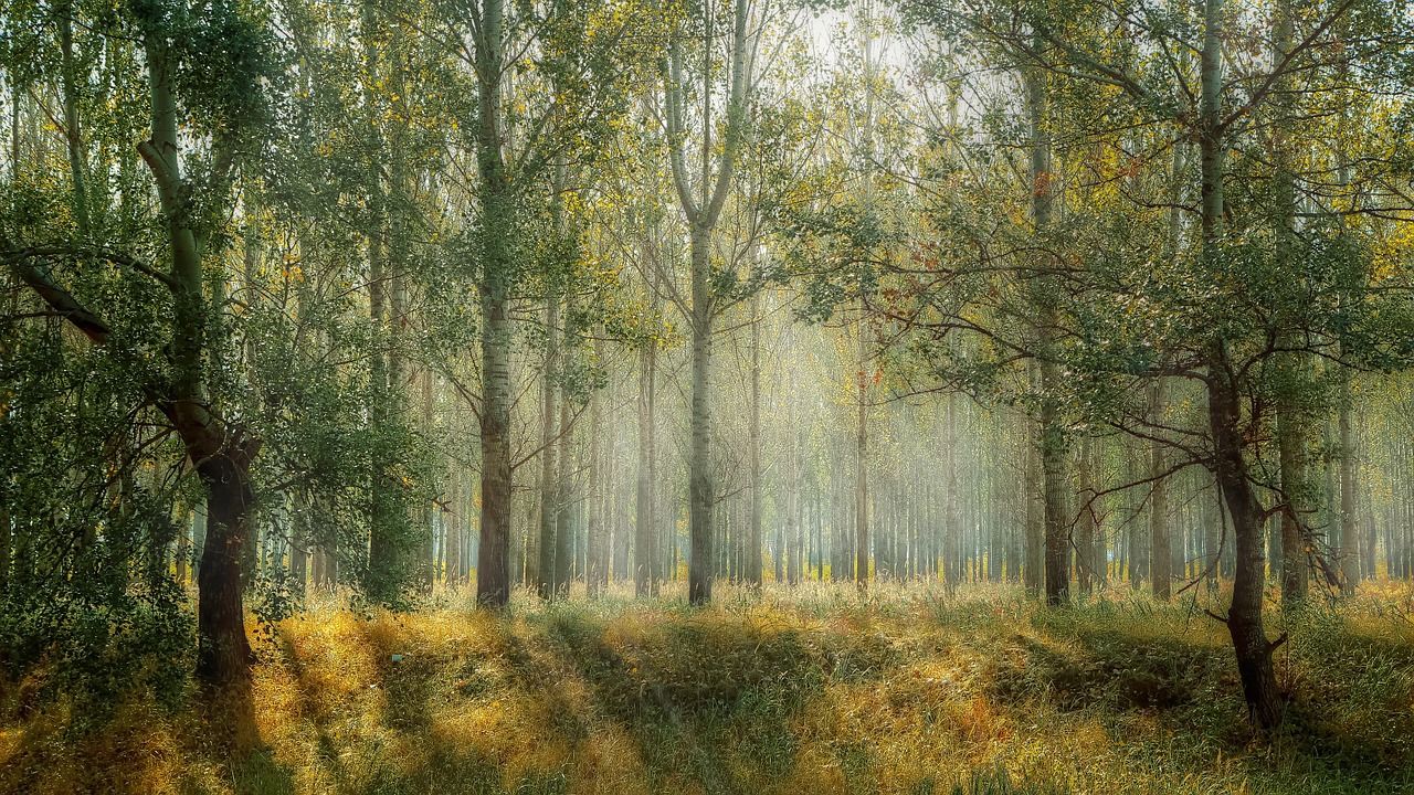 Les, ilustračný obrázok