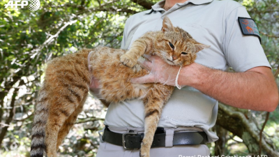 Na Korzike objavili nový druh mačky. Na ostrove ich žije 16, zrejme budú chránenými živočíchmihttps://www.dobrenoviny.sk/c/166079/na-korzike-pravdepodobne-objavili-novy-druh-macky-cim-su-vynimocne-