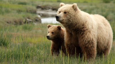 Po prvý raz môžete naživo sledovať medvede naživajúce si vo fínskom lese. Z bezpečia domova