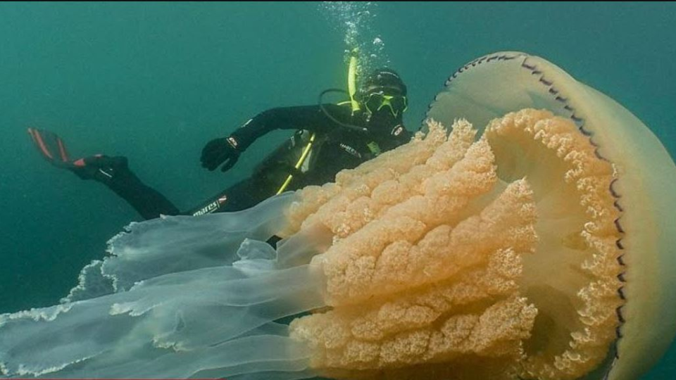 Potápač Dan zachytil obrovskú medúzu