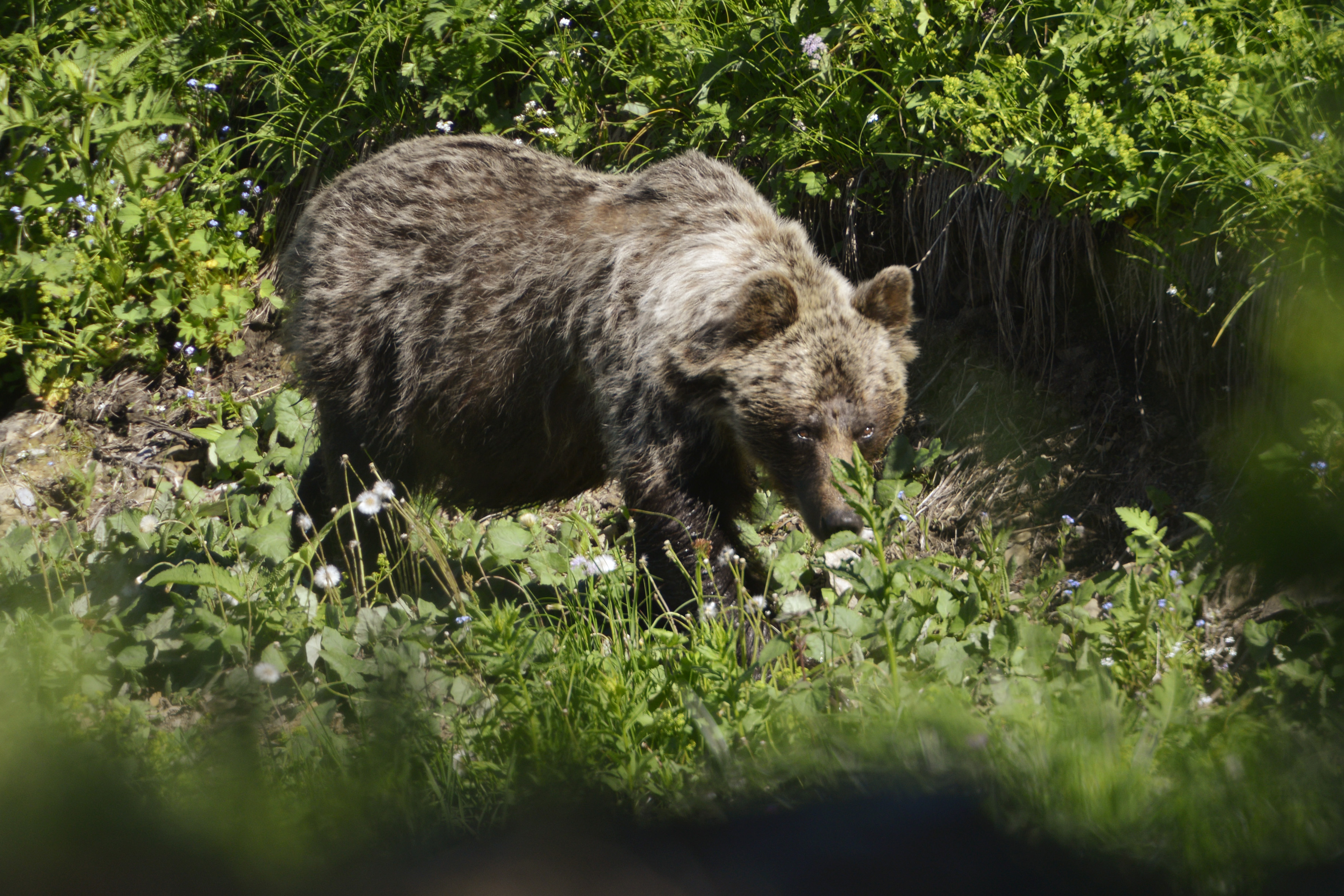 Na snímke medveď hnedý v doline Zadné Meďodoly