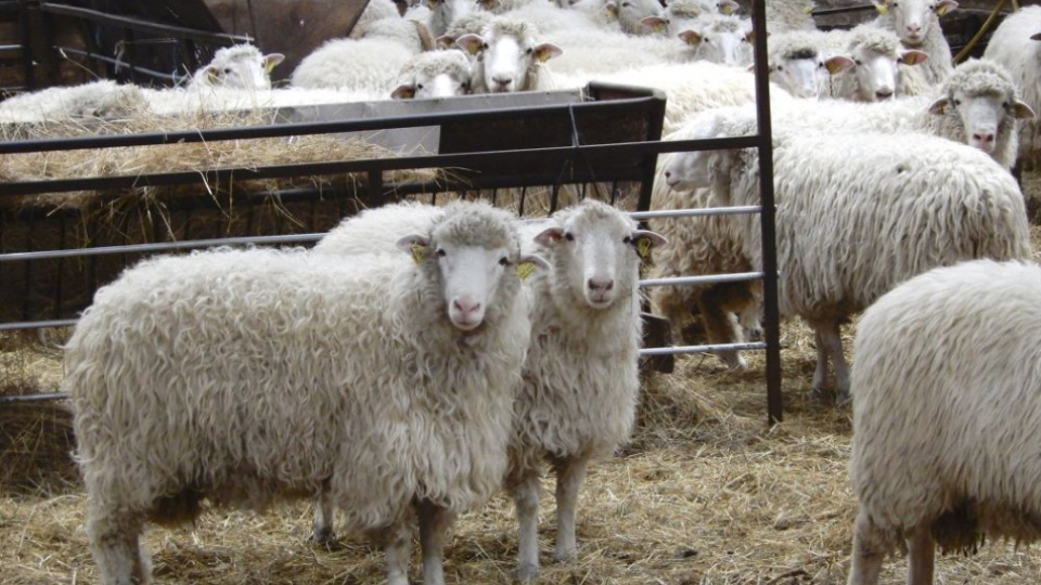 Na snímke ovce z Poľnohospodárskeho družstva Liptovské Revúce, 17. júna 2019.