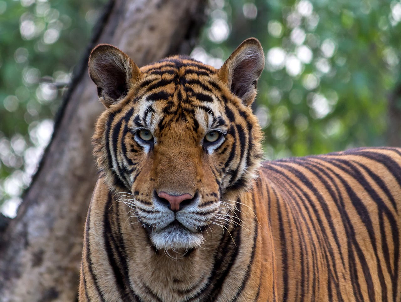 Tiger indický
