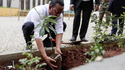 V Etiópii vysadili za jeden deň neuveriteľných 353 miliónov stromov