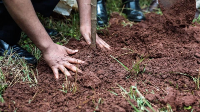 Etiópia zasadila rekordných 350 miliónov stromov. Dosiahnuť chce však až štyri miliardy